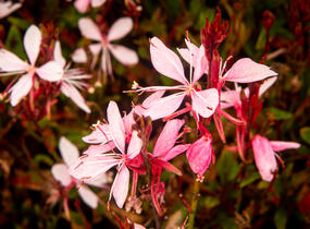 Svíčkovec 'Butterfly Appleblossom' - Gaura lindheimeri 'Butterfly Appleblossom'