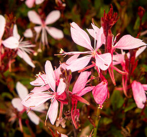 Svíčkovec 'Butterfly Appleblossom' - Gaura lindheimeri 'Butterfly Appleblossom'