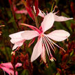 Svíčkovec 'Butterfly Appleblossom' - Gaura lindheimeri 'Butterfly Appleblossom'