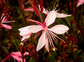 Svíčkovec 'Butterfly Appleblossom' - Gaura lindheimeri 'Butterfly Appleblossom'