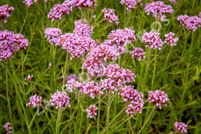 Verbena, sporýš argentinský 'Violetta' - Verbena bonariensis 'Violetta'