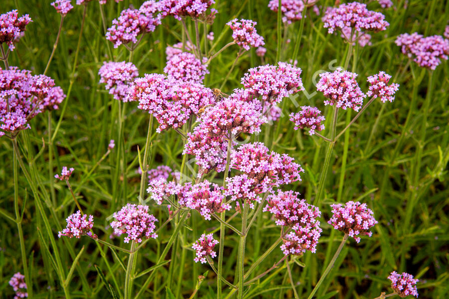 Verbena, sporýš argentinský 'Violetta' - Verbena bonariensis 'Violetta'