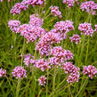 Verbena, sporýš argentinský 'Violetta' - Verbena bonariensis 'Violetta'