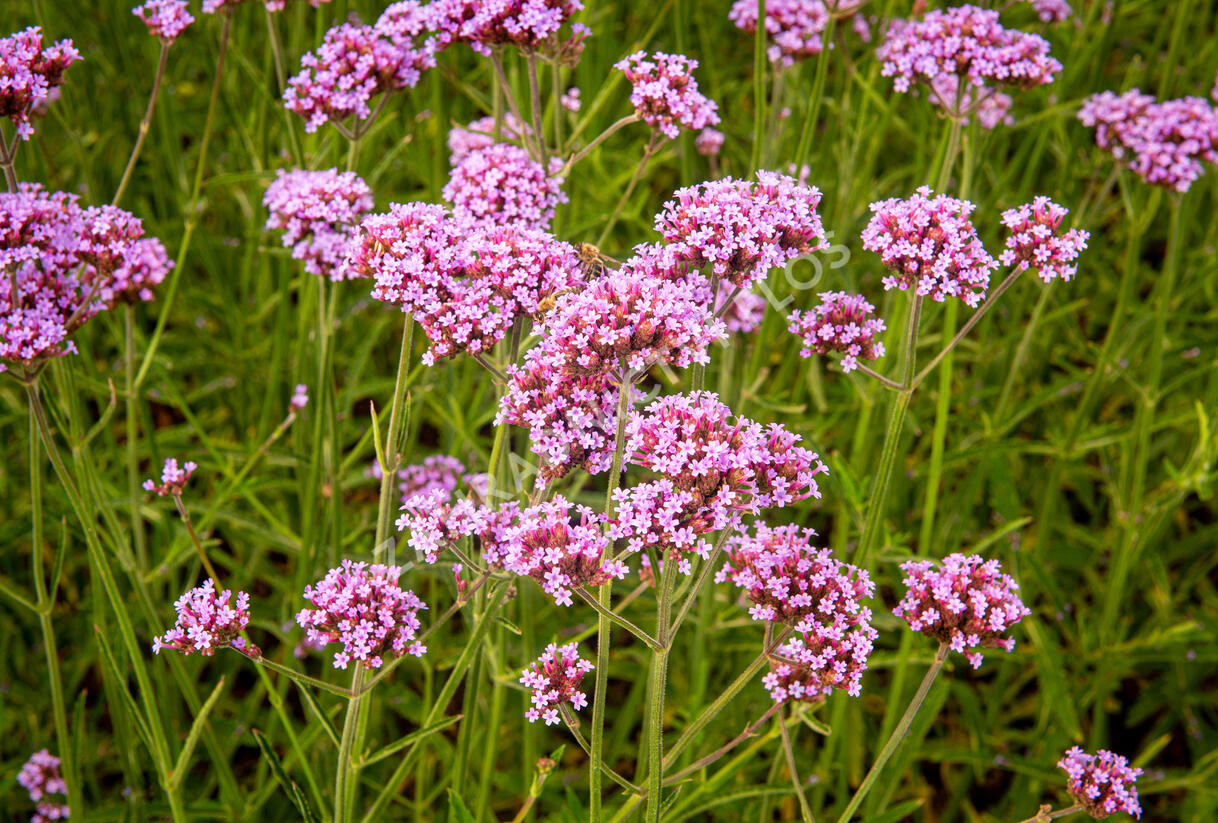 Sporýš argentinský 'Violetta' - Verbena bonariensis 'Violetta'