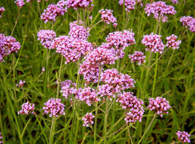 Sporýš argentinský 'Violetta' - Verbena bonariensis 'Violetta'