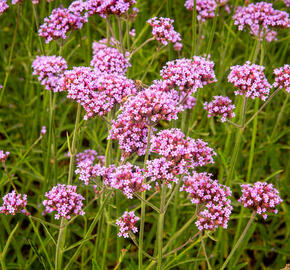 Verbena, sporýš argentinský 'Violetta' - Verbena bonariensis 'Violetta'