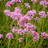 verbena-sporys-argentinsky-violetta.jpg