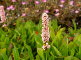 Rdesno 'Donald Lowndes' - Bistorta affinis 'Donald Lowndes'