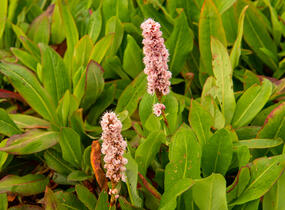 Rdesno 'Donald Lowndes' - Bistorta affinis 'Donald Lowndes'