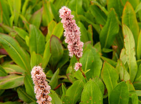 Rdesno 'Donald Lowndes' - Bistorta affinis 'Donald Lowndes'
