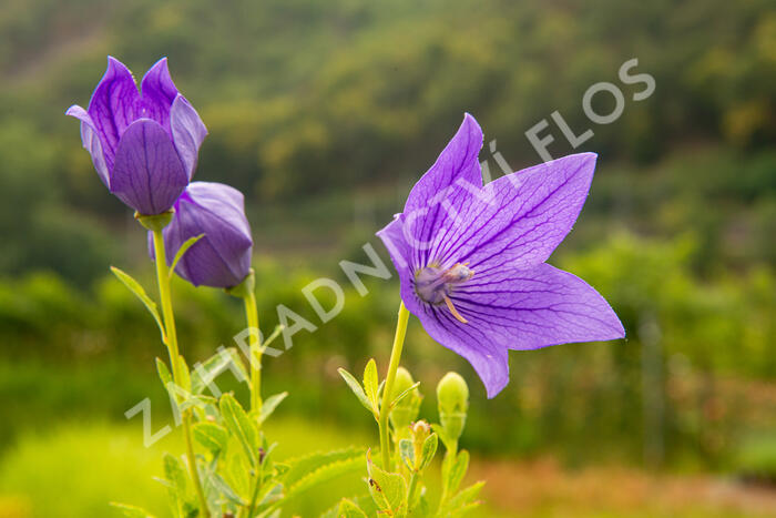 Boubelka velkokvětá 'Mariesii' - Platycodon grandiflorus 'Mariesii'