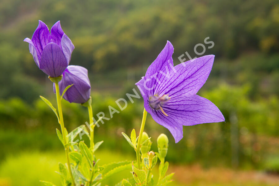 Boubelka velkokvětá 'Mariesii' - Platycodon grandiflorus 'Mariesii'