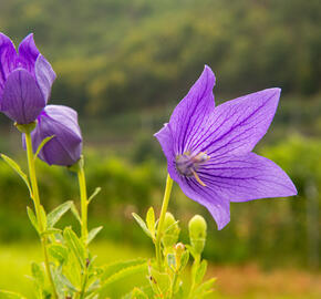 Boubelka velkokvětá 'Mariesii' - Platycodon grandiflorus 'Mariesii'