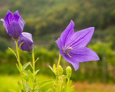 Zvonkovec velkokvětý, boubelka 'Mariesii'