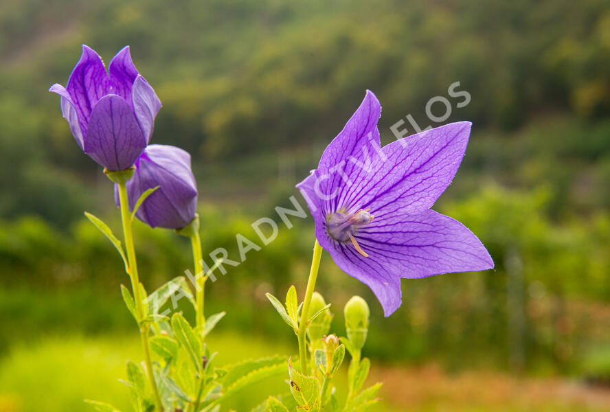Zvonkovec velkokvětý, boubelka 'Mariesii' - Platycodon grandiflorus 'Mariesii'