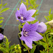 Boubelka velkokvětá 'Mariesii' - Platycodon grandiflorus 'Mariesii'