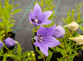 Zvonkovec velkokvětý, boubelka 'Mariesii' - Platycodon grandiflorus 'Mariesii'