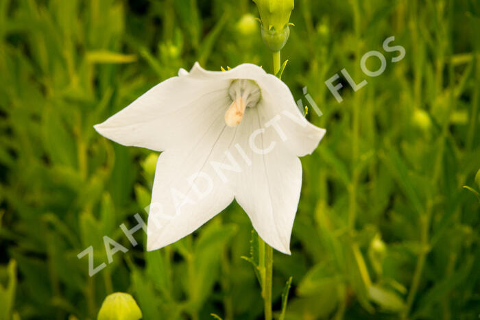 Zvonkovec velkokvětý, boubelka 'Fuji White' - Platycodon grandiflorus 'Fuji White'