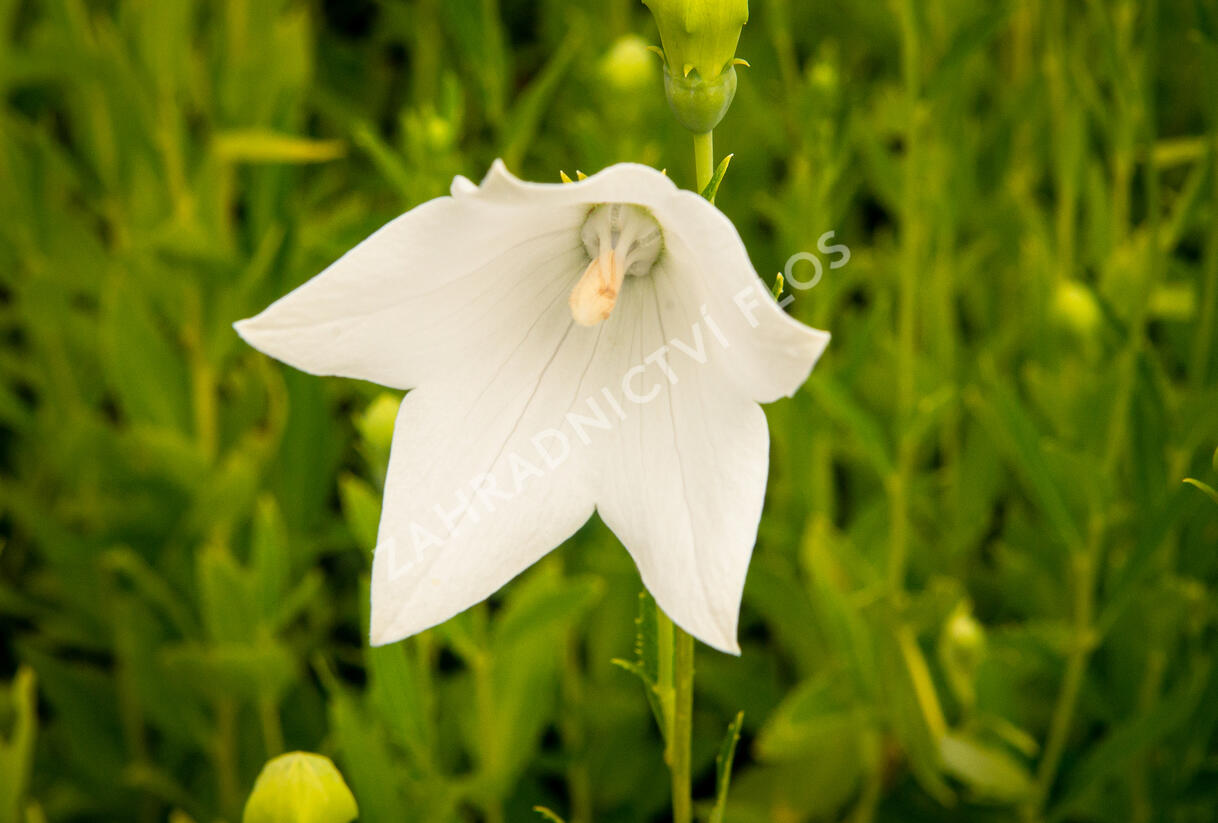 Zvonkovec velkokvětý, boubelka 'Fuji White' - Platycodon grandiflorus 'Fuji White'