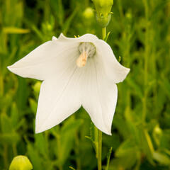 Boubelka 'Fuji White' - Platycodon grandiflorus 'Fuji White'