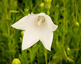 Zvonkovec velkokvětý, boubelka 'Fuji White'