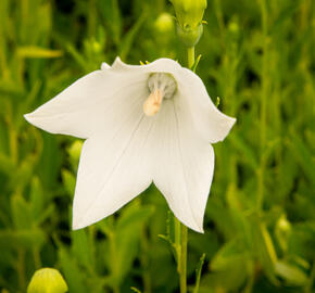 Boubelka velkokvětá  'Fuji White' - Platycodon grandiflorus 'Fuji White'