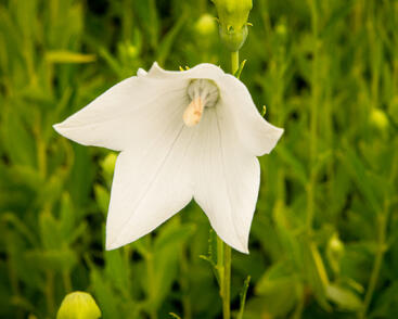 Zvonkovec velkokvětý, boubelka 'Fuji White'