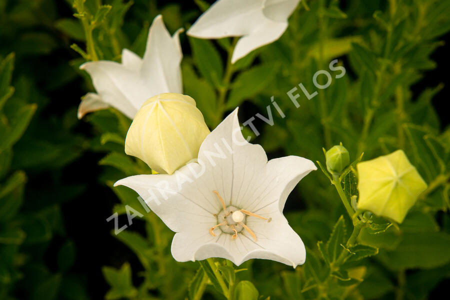 Zvonkovec velkokvětý, boubelka 'Fuji White' - Platycodon grandiflorus 'Fuji White'