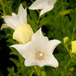 Zvonkovec velkokvětý, boubelka 'Fuji White' - Platycodon grandiflorus 'Fuji White'