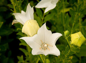 Zvonkovec velkokvětý, boubelka 'Fuji White' - Platycodon grandiflorus 'Fuji White'