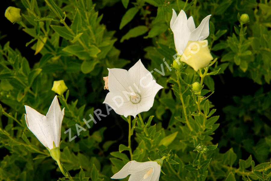 Zvonkovec velkokvětý, boubelka 'Fuji White' - Platycodon grandiflorus 'Fuji White'
