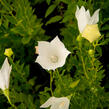 Zvonkovec velkokvětý, boubelka  'Fuji White' - Platycodon grandiflorus 'Fuji White'