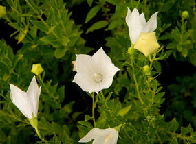 Zvonkovec velkokvětý, boubelka 'Fuji White' - Platycodon grandiflorus 'Fuji White'
