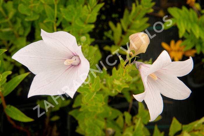 Zvonkovec velkokvětý, boubelka 'Fuji Pink' - Platycodon grandiflorus 'Fuji Pink'