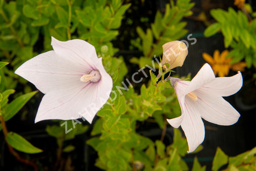 Zvonkovec velkokvětý, boubelka 'Fuji Pink' - Platycodon grandiflorus 'Fuji Pink'