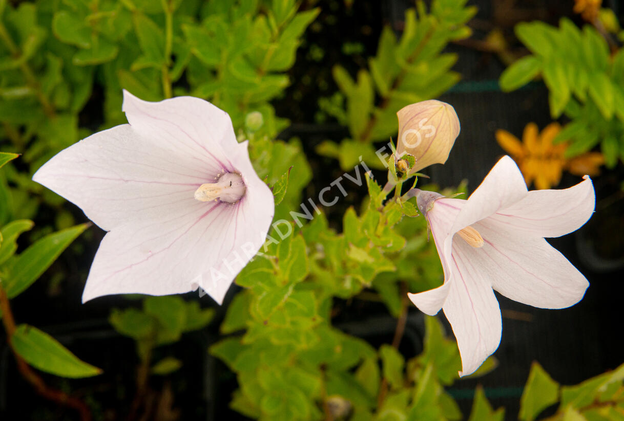 Zvonkovec velkokvětý, boubelka 'Fuji Pink' - Platycodon grandiflorus 'Fuji Pink'