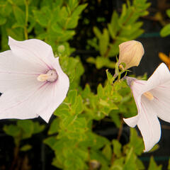 Zvonkovec velkokvětý, boubelka 'Fuji Pink' - Platycodon grandiflorus 'Fuji Pink'