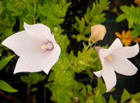 Zvonkovec velkokvětý, boubelka 'Fuji Pink' - Platycodon grandiflorus 'Fuji Pink'