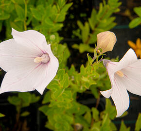 Zvonkovec velkokvětý, boubelka 'Fuji Pink' - Platycodon grandiflorus 'Fuji Pink'