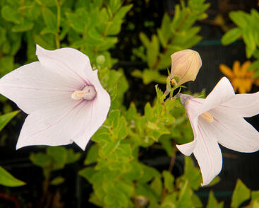 Zvonkovec velkokvětý, boubelka 'Fuji Pink'