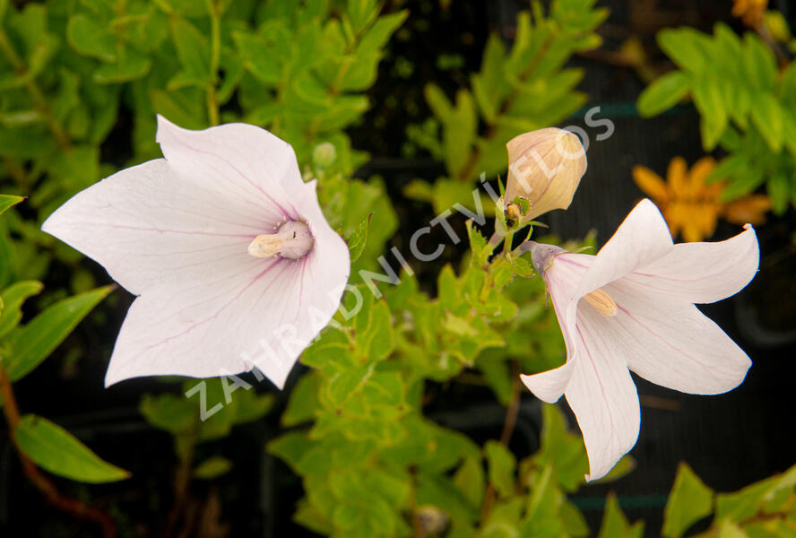 Zvonkovec velkokvětý, boubelka 'Fuji Pink' - Platycodon grandiflorus 'Fuji Pink'