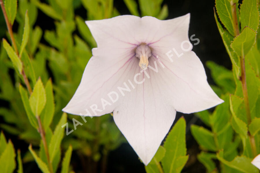 Zvonkovec velkokvětý, boubelka 'Fuji Pink' - Platycodon grandiflorus 'Fuji Pink'