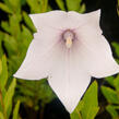 Zvonkovec velkokvětý, boubelka  'Fuji Pink' - Platycodon grandiflorus 'Fuji Pink'