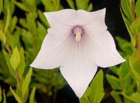 Zvonkovec velkokvětý, boubelka 'Fuji Pink' - Platycodon grandiflorus 'Fuji Pink'