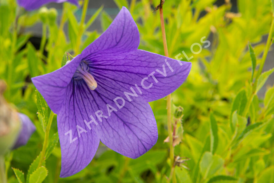 Boubelka velkokvětá  'Fuji Blue' - Platycodon grandiflorus 'Fuji Blue'