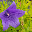 Zvonkovec velkokvětý, boubelka  'Fuji Blue' - Platycodon grandiflorus 'Fuji Blue'