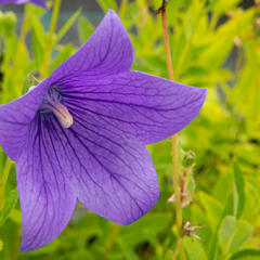 Boubelka velkokvětá  'Fuji Blue' - Platycodon grandiflorus 'Fuji Blue'