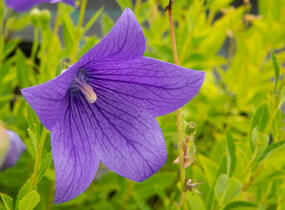 Zvonkovec velkokvětý, boubelka 'Fuji Blue' - Platycodon grandiflorus 'Fuji Blue'