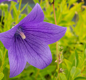 Zvonkovec velkokvětý, boubelka  'Fuji Blue' - Platycodon grandiflorus 'Fuji Blue'