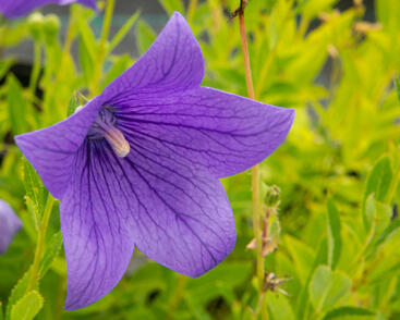 Zvonkovec velkokvětý, boubelka 'Fuji Blue'